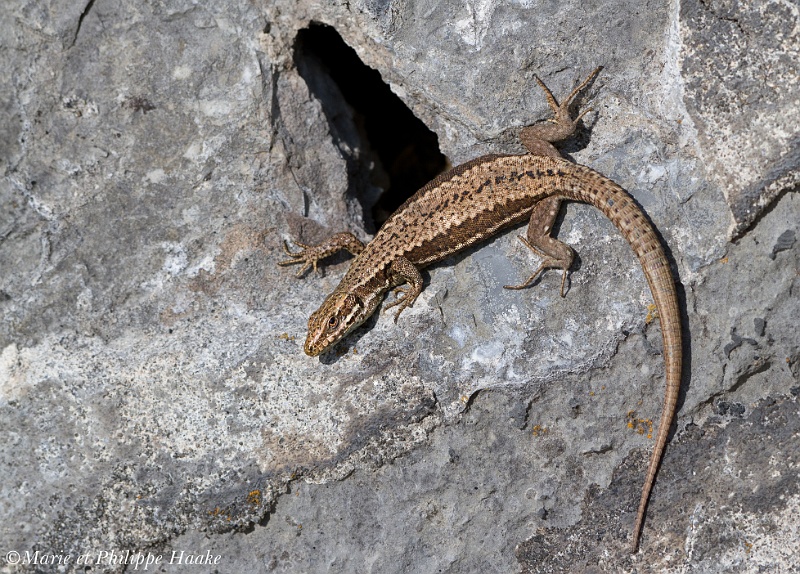 Lezard 3776_wm.jpg - Lézard des murailles - Podarcis muralis (Fort l'Ecluse, Ain, France, mars 2011)